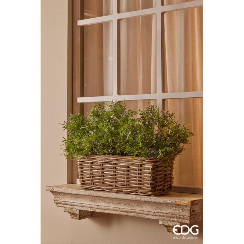 Pianta decorativa Asparagus Bell 42h cm EDG